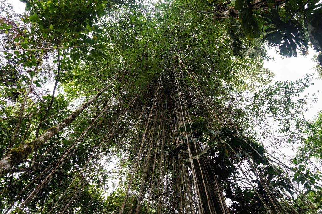Hakuna Matata Amazon Lodge Archidona Exteriér fotografie